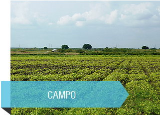campo de altamira
