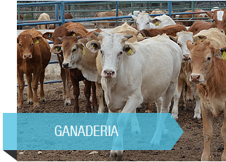 ganaderia en altamira